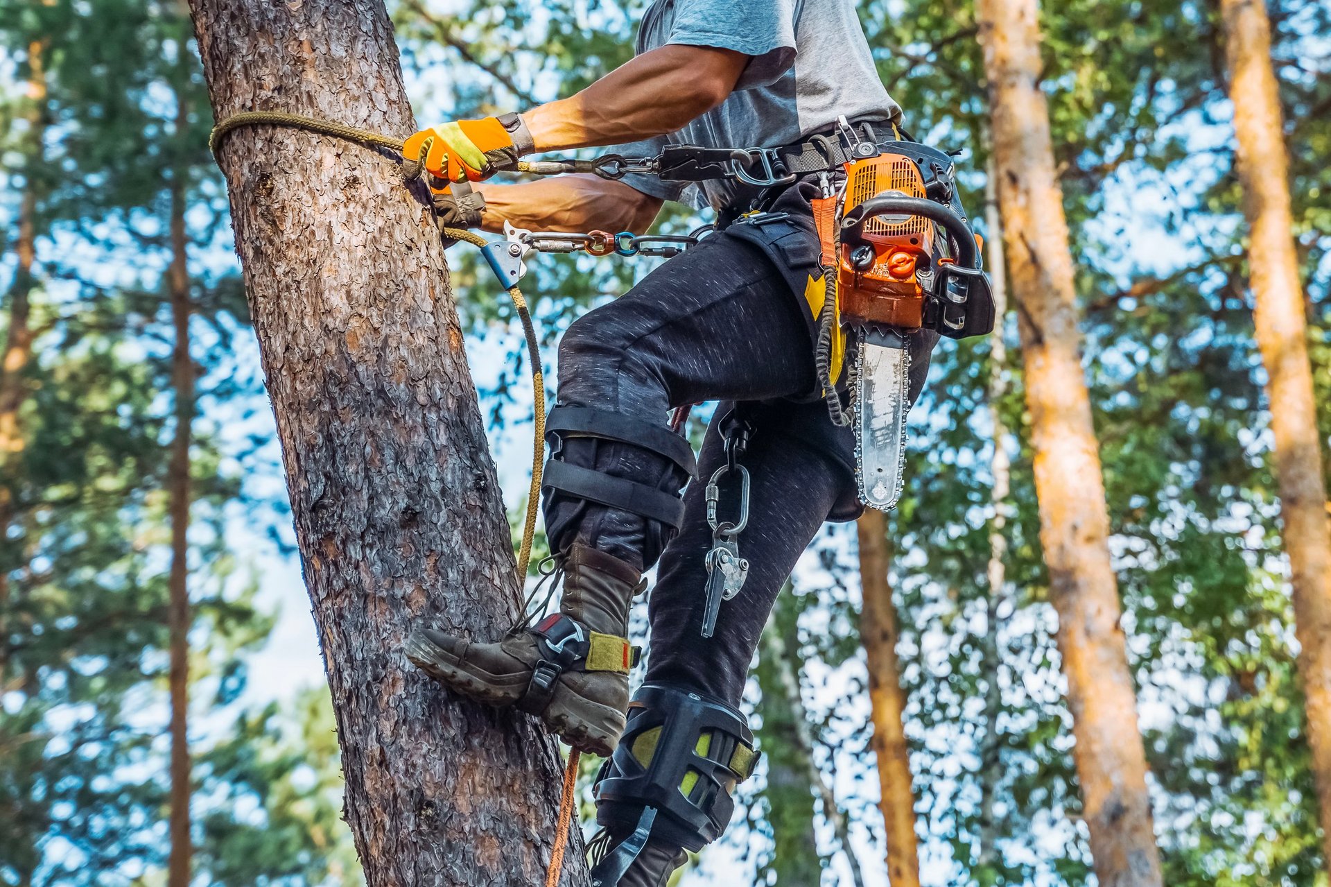 Tree surgeon with chainsaw working in pine tree crown