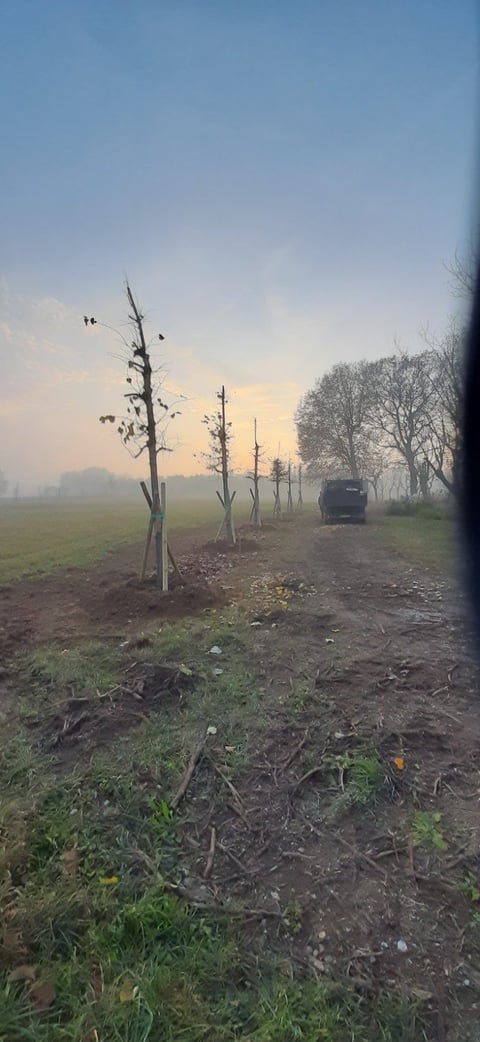 Rural dirt road with young saplings planted in a line, bare trees in distance, and vehicle on misty morning landscape