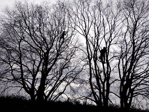Silhouettes of bare leafless trees against an overcast gray sky