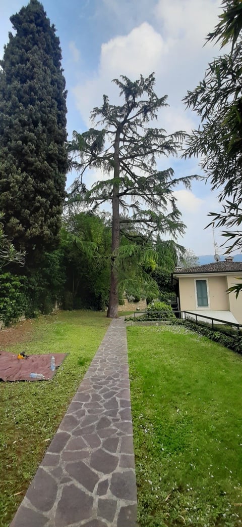 Stone pathway leading through a manicured garden with tall evergreen trees and a cream-colored house on the right