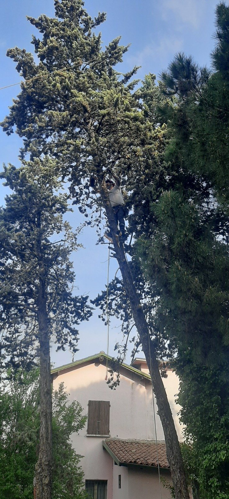 Tall conifer tree with thick trunk rising above a two-story beige building, surrounded by ivy and green foliage against clear sky